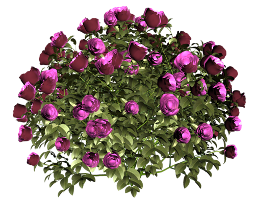 Png Cicekler, Cicek Png Resimleri, Fleurs Png,flowers Part2 - Cicek, Transparent background PNG HD thumbnail