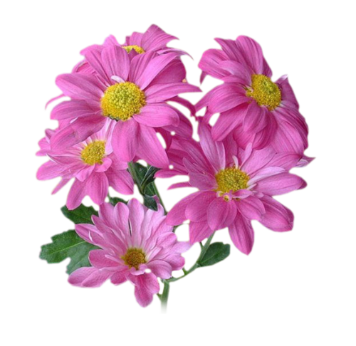 Png Cicekler, Cicek Png Resimleri, Fleurs Png, Flowers V080820160234 - Cicek, Transparent background PNG HD thumbnail