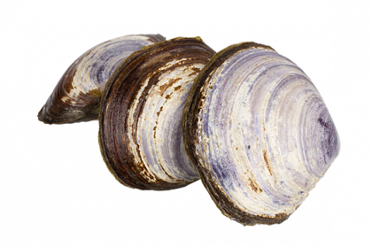 Clams Png Photo - Clam, Transparent background PNG HD thumbnail