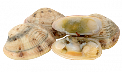 Clams Png Transparent Picture - Clam, Transparent background PNG HD thumbnail