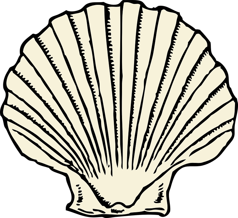 Scallop, Clam, Shell, Seashell, Marine, Shellfish - Clam, Transparent background PNG HD thumbnail