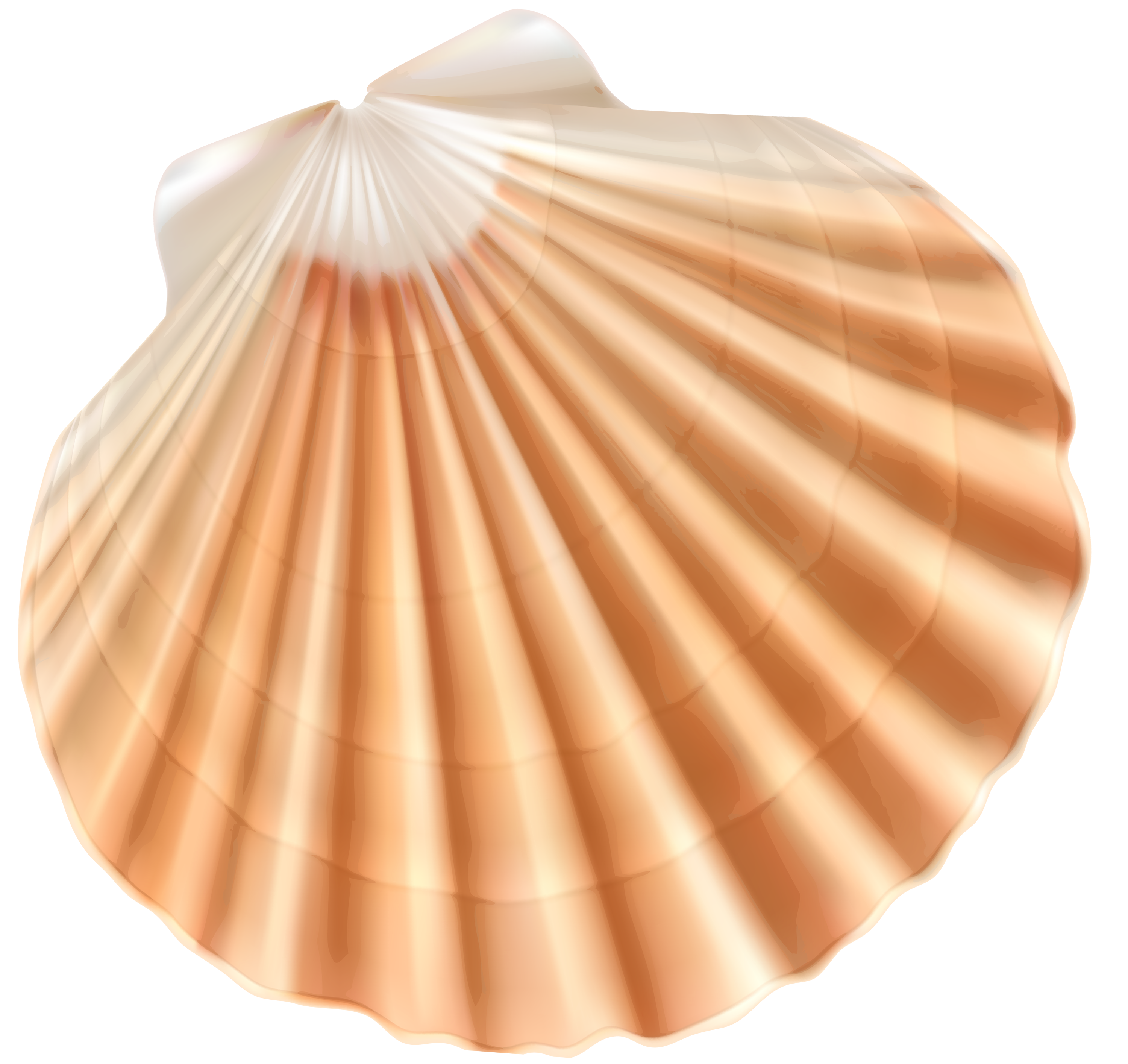 Shell Clipart Transparent Background #8 - Clam, Transparent background PNG HD thumbnail