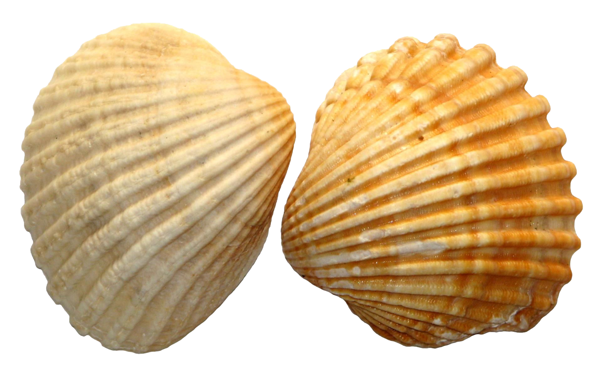 Shell Png Image File - Clam, Transparent background PNG HD thumbnail