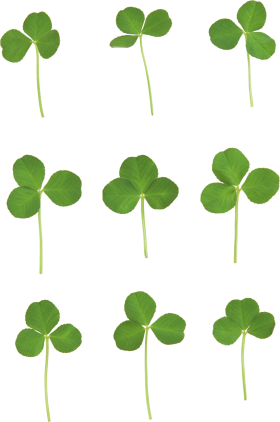 Clover Png Image - Clover, Transparent background PNG HD thumbnail