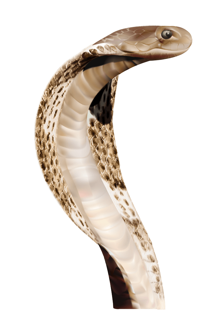 Cobra Snake Transparent Backg