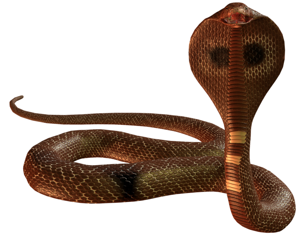 Cobra Snake Picture Png Image - Cobra Snake, Transparent background PNG HD thumbnail