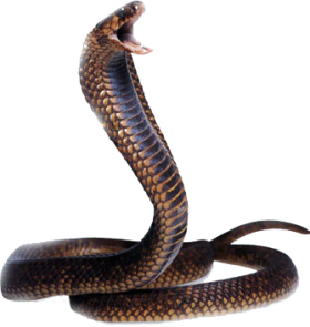 Cobra Snake Transparent Backg