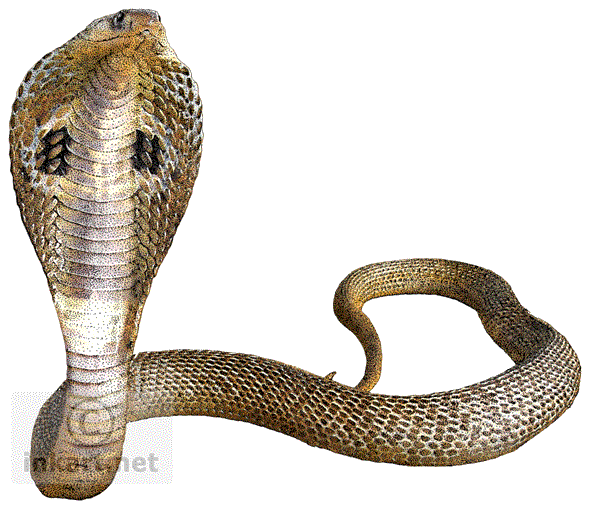 Cobra Snake Transparent Background - Cobra Snake, Transparent background PNG HD thumbnail