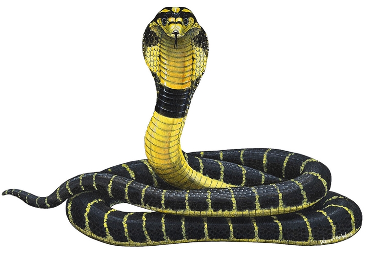 Cobra Snake Wall Art - Cobra Snake, Transparent background PNG HD thumbnail