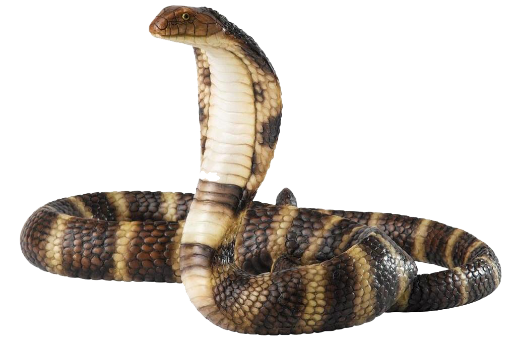 Cobra snake PNG image, free d