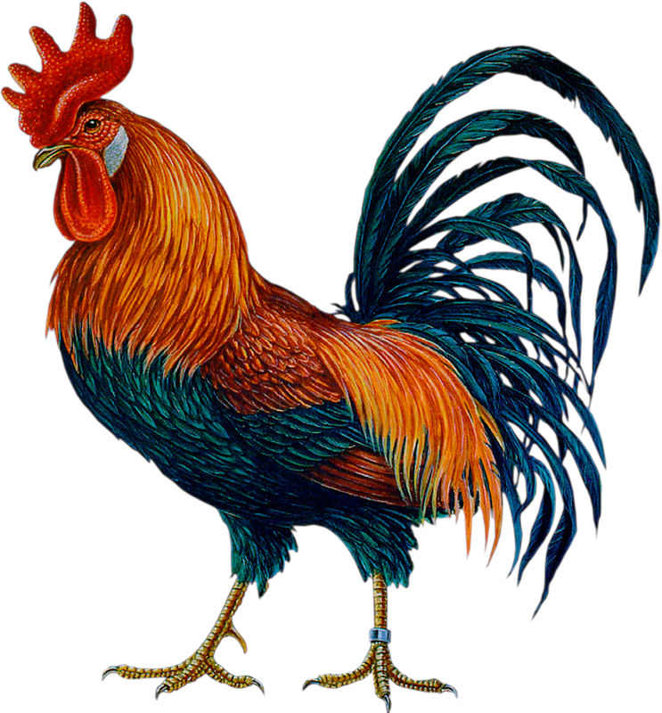 Cock Png - Cock, Transparent background PNG HD thumbnail