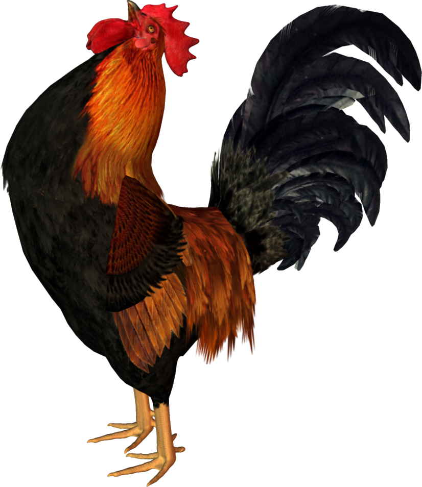 Cock Png - Cock, Transparent background PNG HD thumbnail