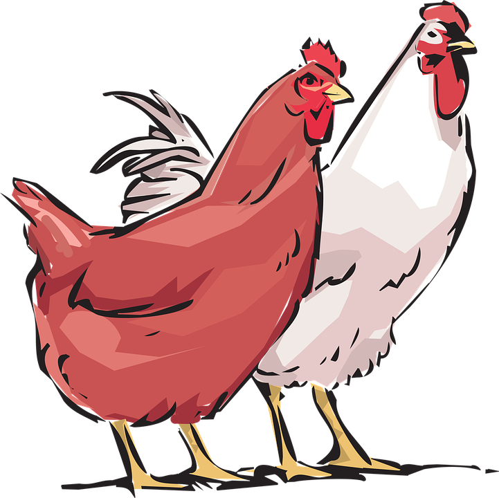 Hen, Cock, Animals, Farm - Cock, Transparent background PNG HD thumbnail