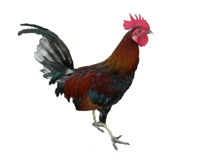 Петух Png - Cock, Transparent background PNG HD thumbnail