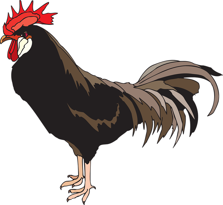 Rooster, Cockerel, Cock, Male, Chicken, Farm, Animal - Cock, Transparent background PNG HD thumbnail