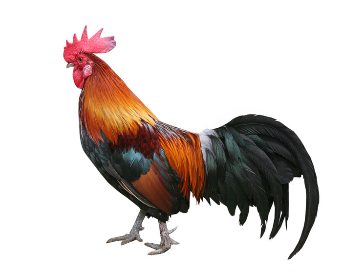 Sometimes I Grab My Cock Because Well, Iu0027M A Chicken Farmer. - Cock, Transparent background PNG HD thumbnail