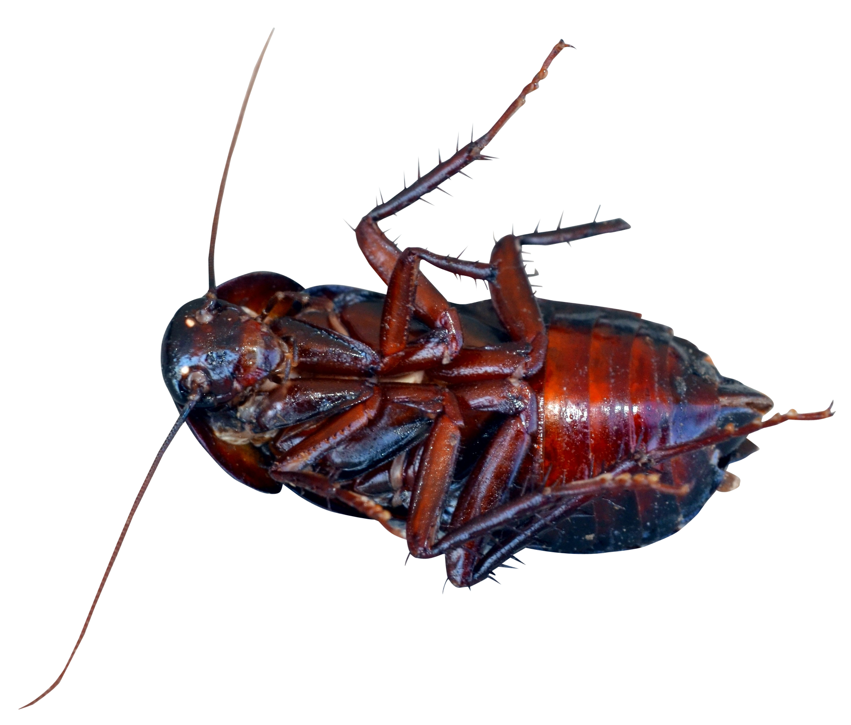 Cockroach Png Hdpng.com 1700 - Cockroach, Transparent background PNG HD thumbnail