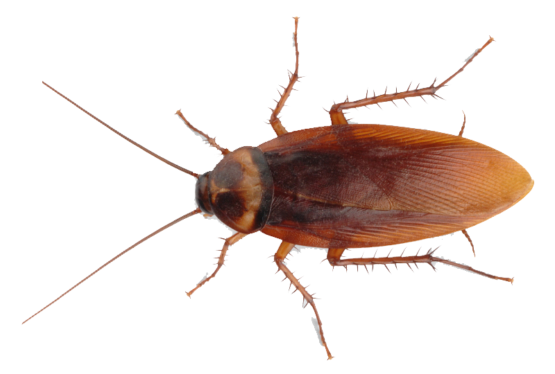 American Cockroach Facts - Cockroach, Transparent background PNG HD thumbnail
