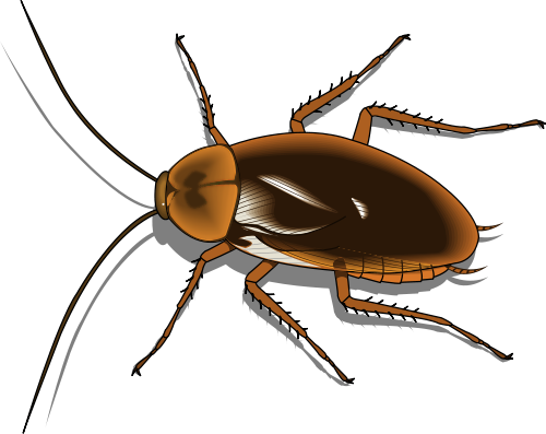 Cockroach - Cockroach, Transparent background PNG HD thumbnail