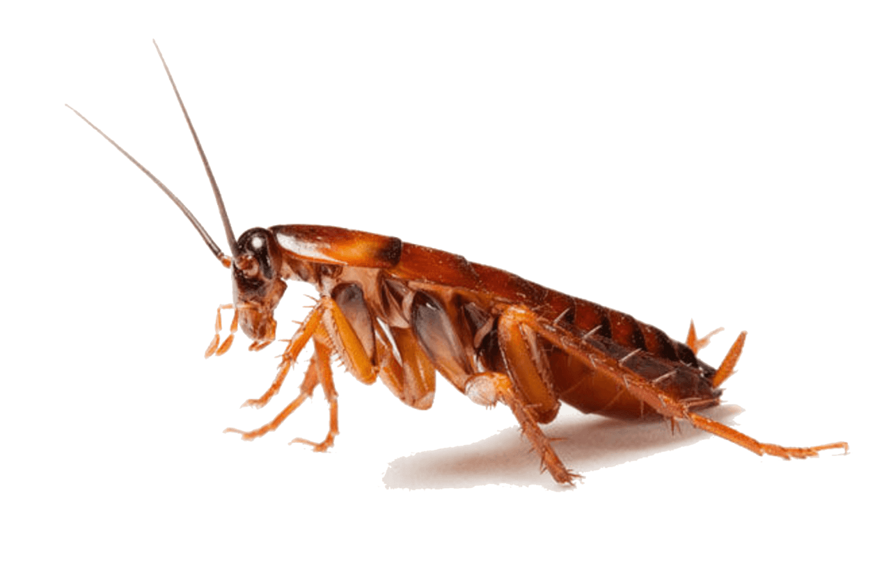 Cockroaches - Cockroach, Transparent background PNG HD thumbnail