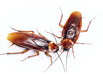 Cockroaches Can Overrun A Home Or Business Because They Breed Quickly. Dozens Can Turn Into Hundreds And Hundreds Into Thousands. Relying On Conventional Hdpng.com  - Cockroach, Transparent background PNG HD thumbnail