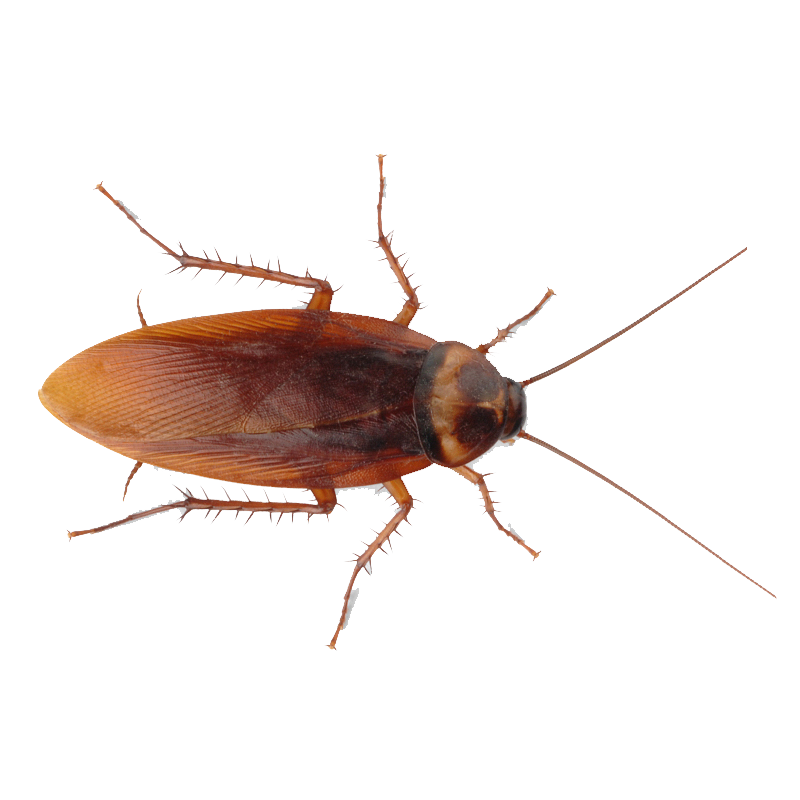 Png 800X800 Cockroach No Background - Cockroach, Transparent background PNG HD thumbnail