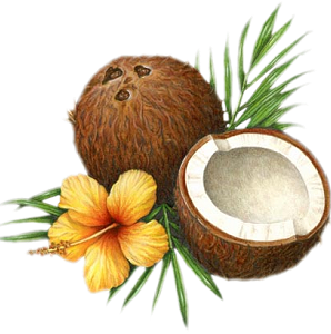 Coconut Png Picture Png Image - Coconut, Transparent background PNG HD thumbnail