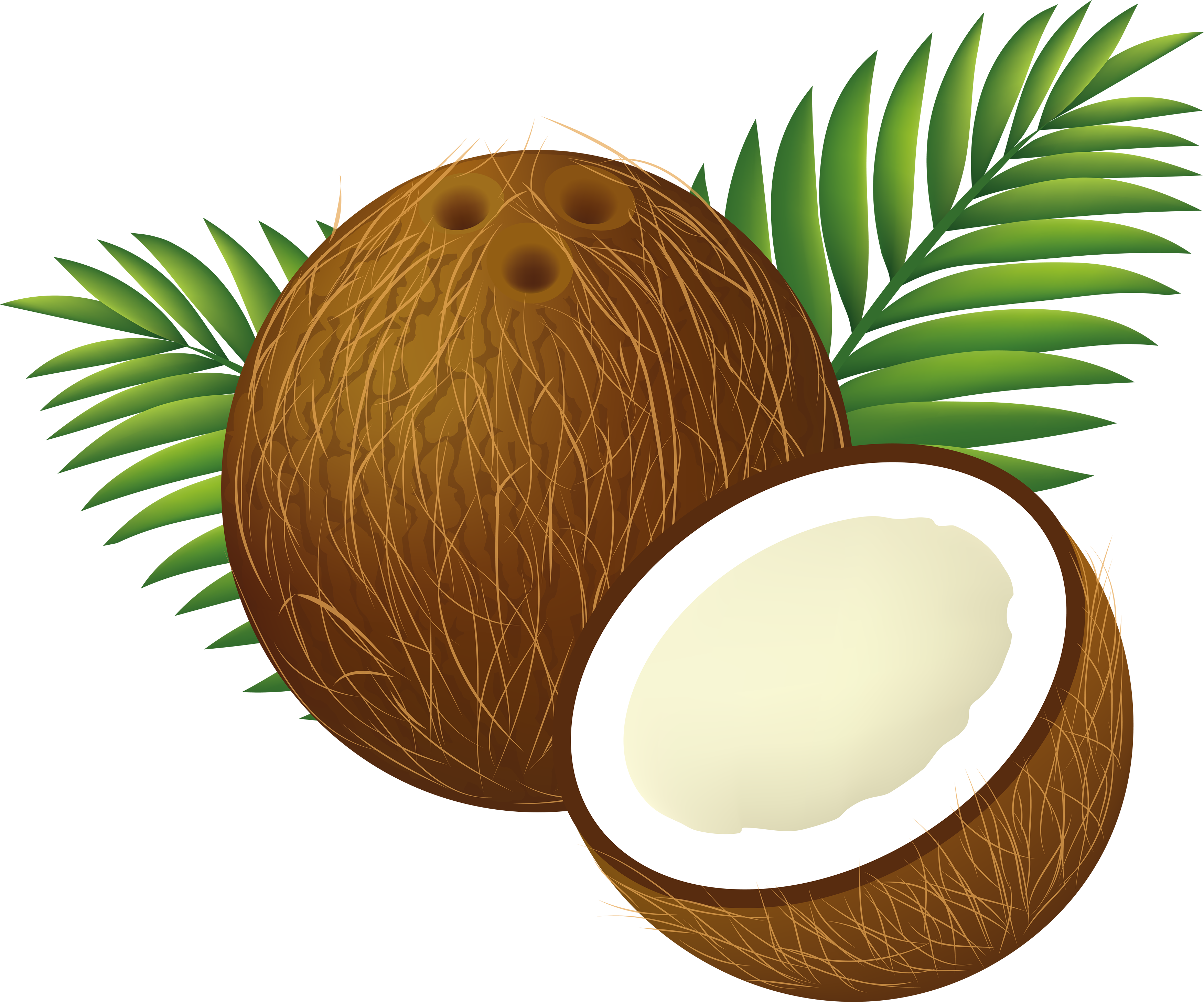 File:coconut Clipart Cartoon.png - Coconut, Transparent background PNG HD thumbnail