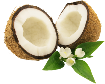Coconut Png Image - Coconut, Transparent background PNG HD thumbnail
