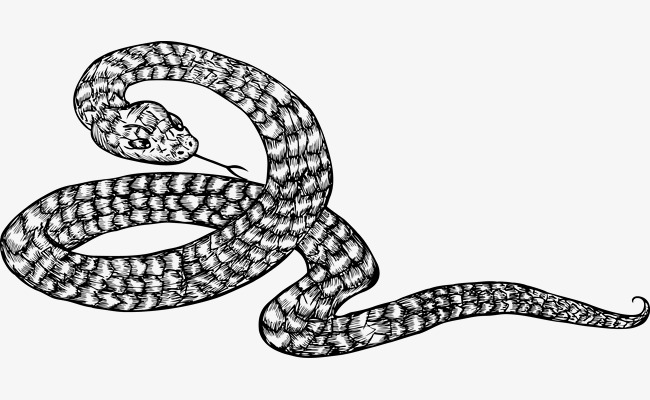 coiled snake clipart