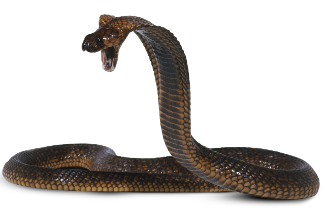 Free Clipart Of A snake #0001