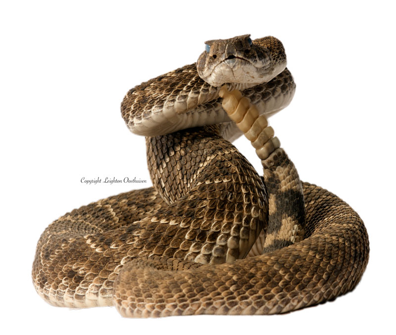 Snake_Strike_Coiled_Hi - Coiled Snake, Transparent background PNG HD thumbnail