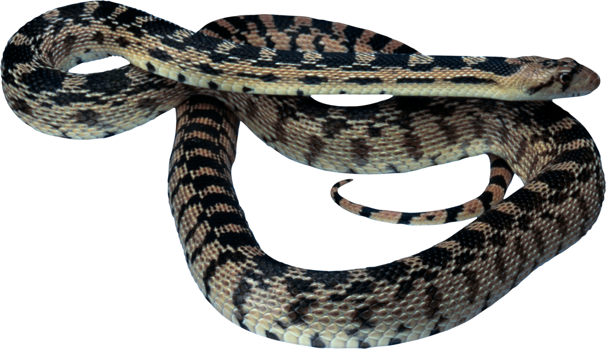 Viper Clipart Ajgar #12 - Coiled Snake, Transparent background PNG HD thumbnail