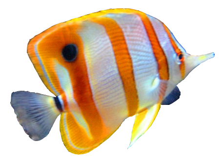 Colorful Fish Png Image #41477 - Fish, Transparent background PNG HD thumbnail