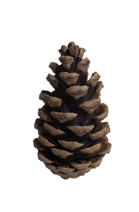 Cone, Pine, Pine Cone, Tree   Pinecone Hd Png - Cone, Transparent background PNG HD thumbnail