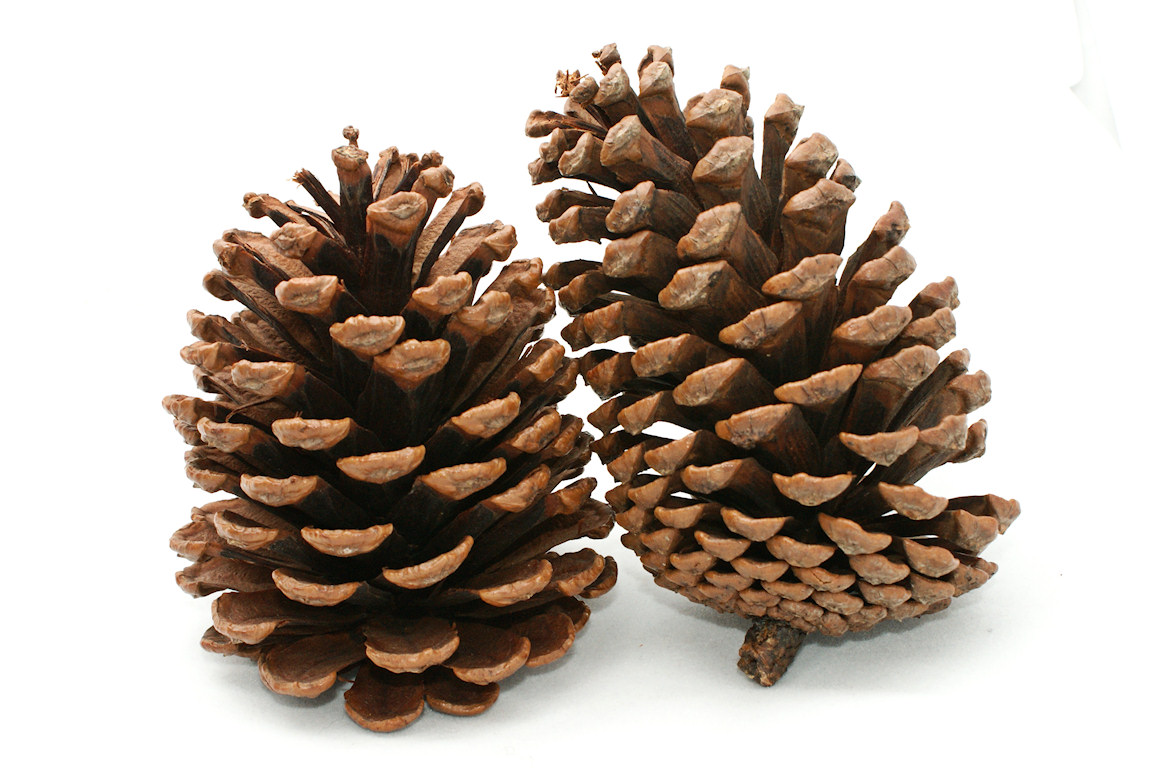 Light Brown Pine Cone - Pinec