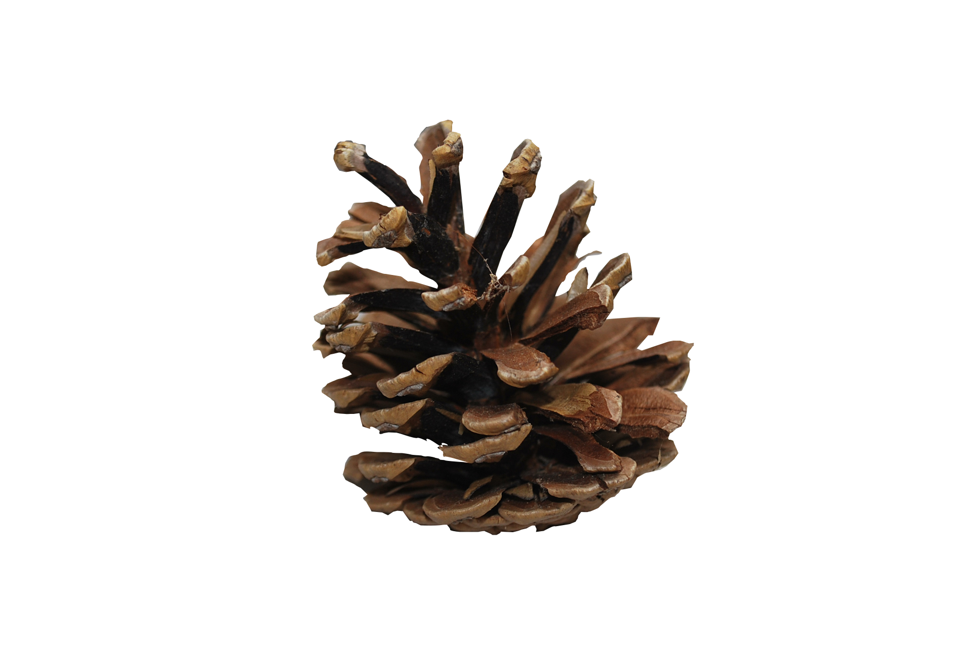 Pine Cone Png   Pinecone Hd Png - Cone, Transparent background PNG HD thumbnail