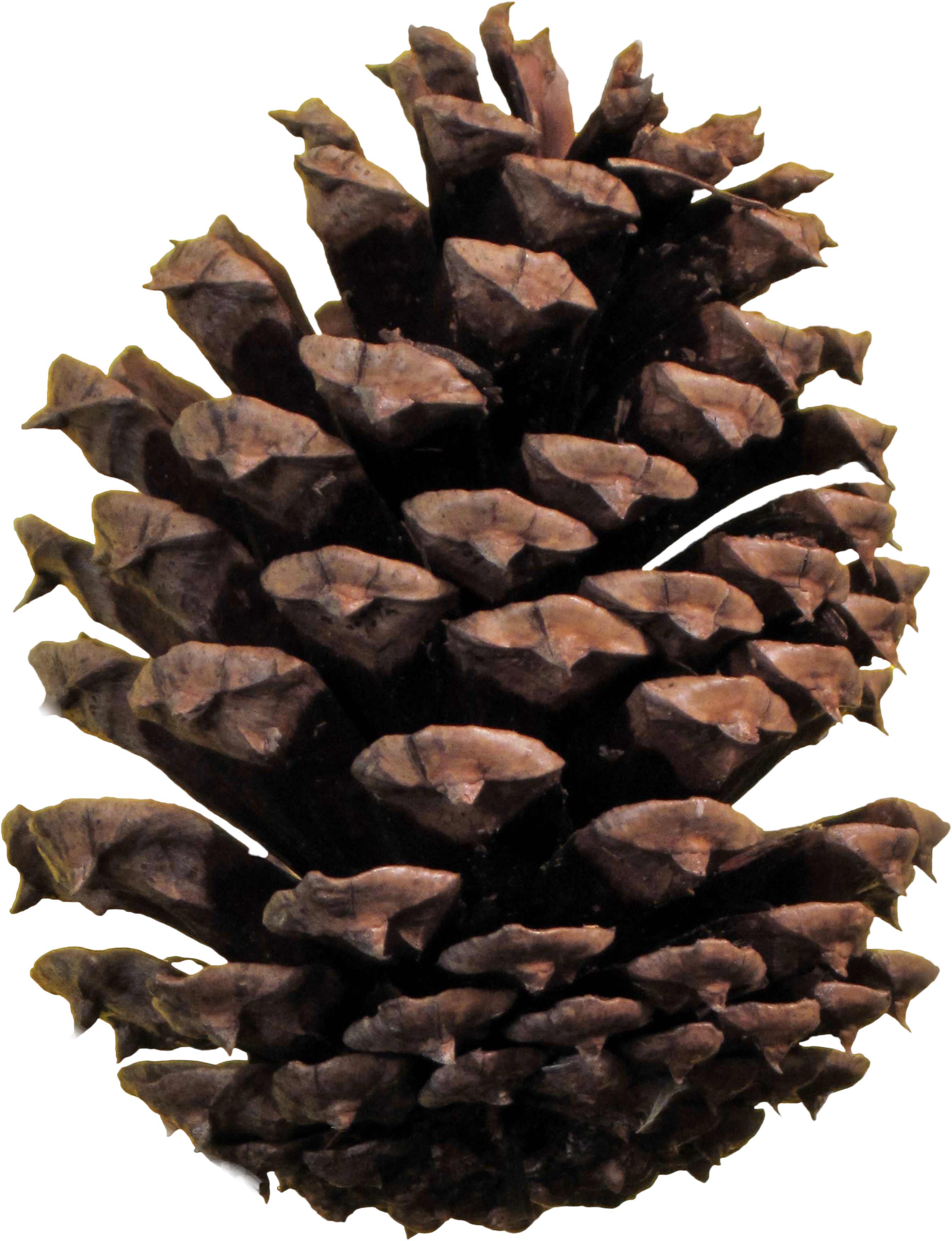Pine Cone Png   Pinecone Hd Png - Cone, Transparent background PNG HD thumbnail