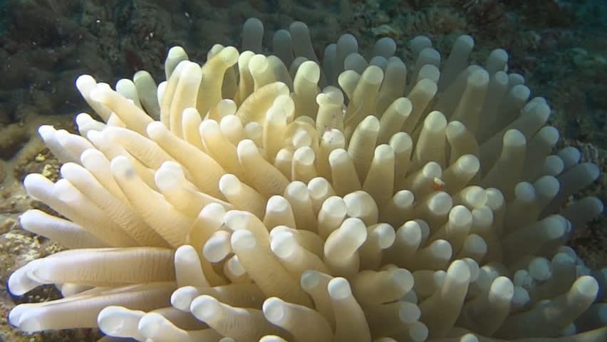 Close Up Of A Heliofungia Coral And Its Commensal Shrimps On A Coral Reef In Png Stock Footage Video 7002544 | Shutterstock - Coral, Transparent background PNG HD thumbnail