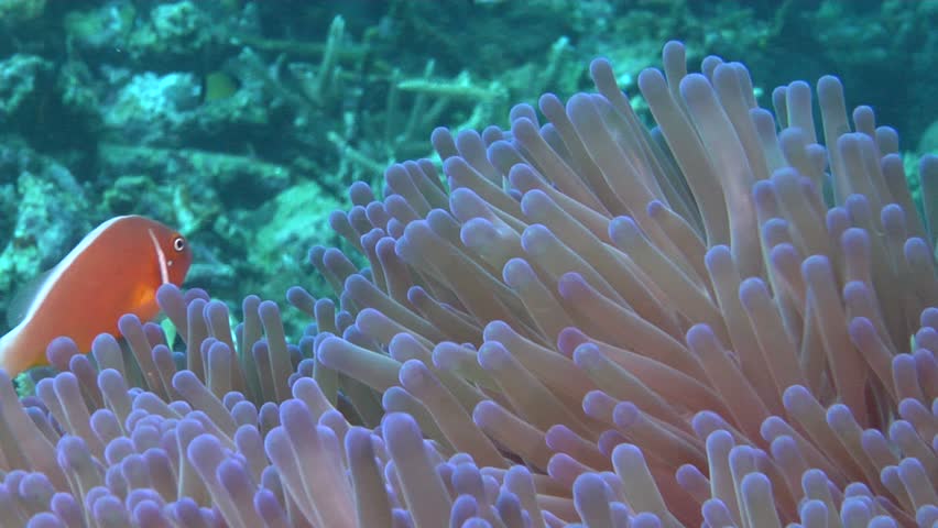 Magnificent Sea Anemone (Heteractis Magnifica) Underwater In Fiji Islands   Hd Stock Video Clip - Coral, Transparent background PNG HD thumbnail