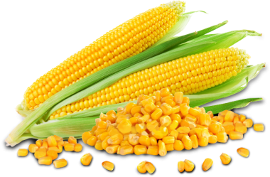 Baby Corn - Corn, Transparent background PNG HD thumbnail