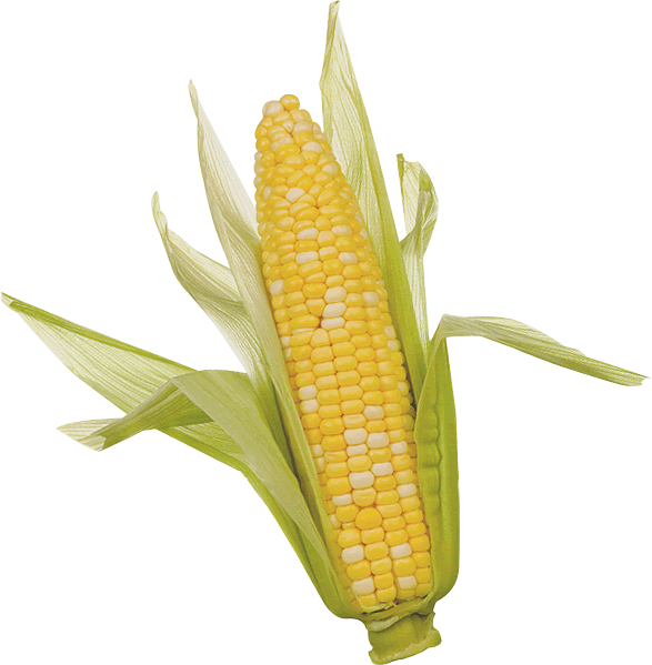 Corn - Corn, Transparent background PNG HD thumbnail
