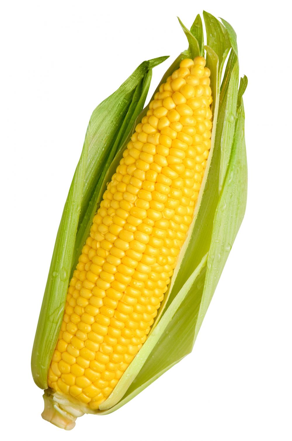 Corn Png Free Pictures, Images Corn Png Download Free - Corn, Transparent background PNG HD thumbnail