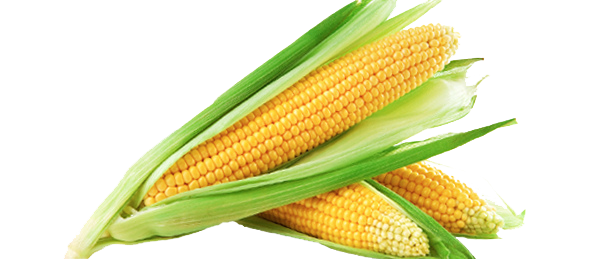 Corn Png Hd - Corn, Transparent background PNG HD thumbnail
