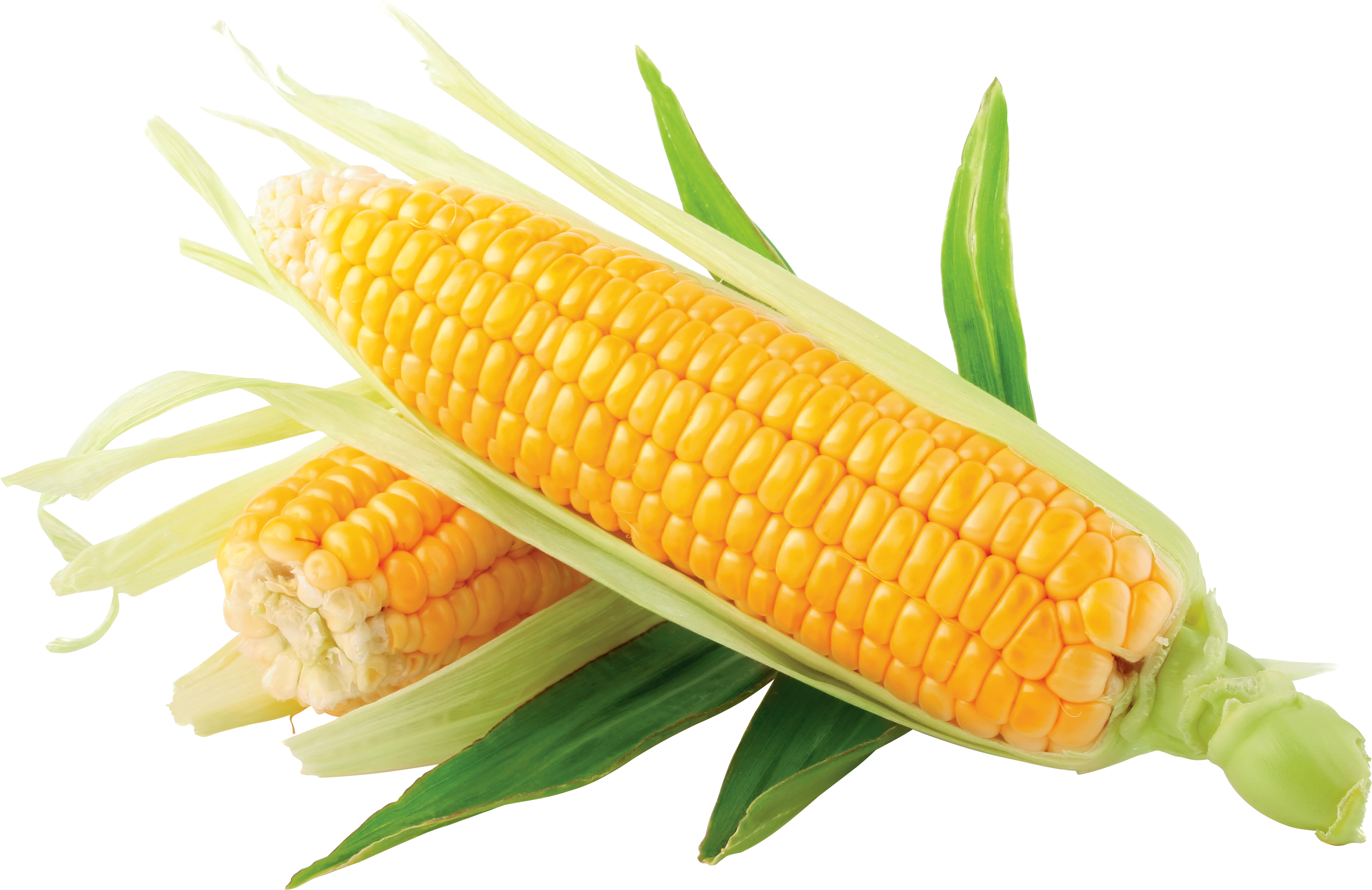 Corn Png Image - Corn, Transparent background PNG HD thumbnail