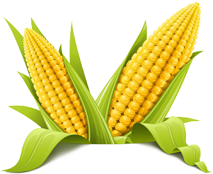 Corn Png Picture Png Image - Corn, Transparent background PNG HD thumbnail