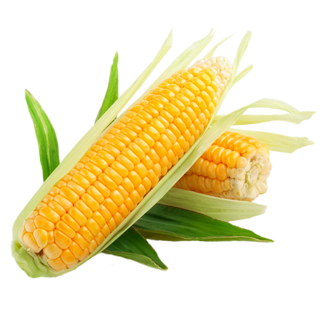 High Moisture Corn - Corn, Transparent background PNG HD thumbnail