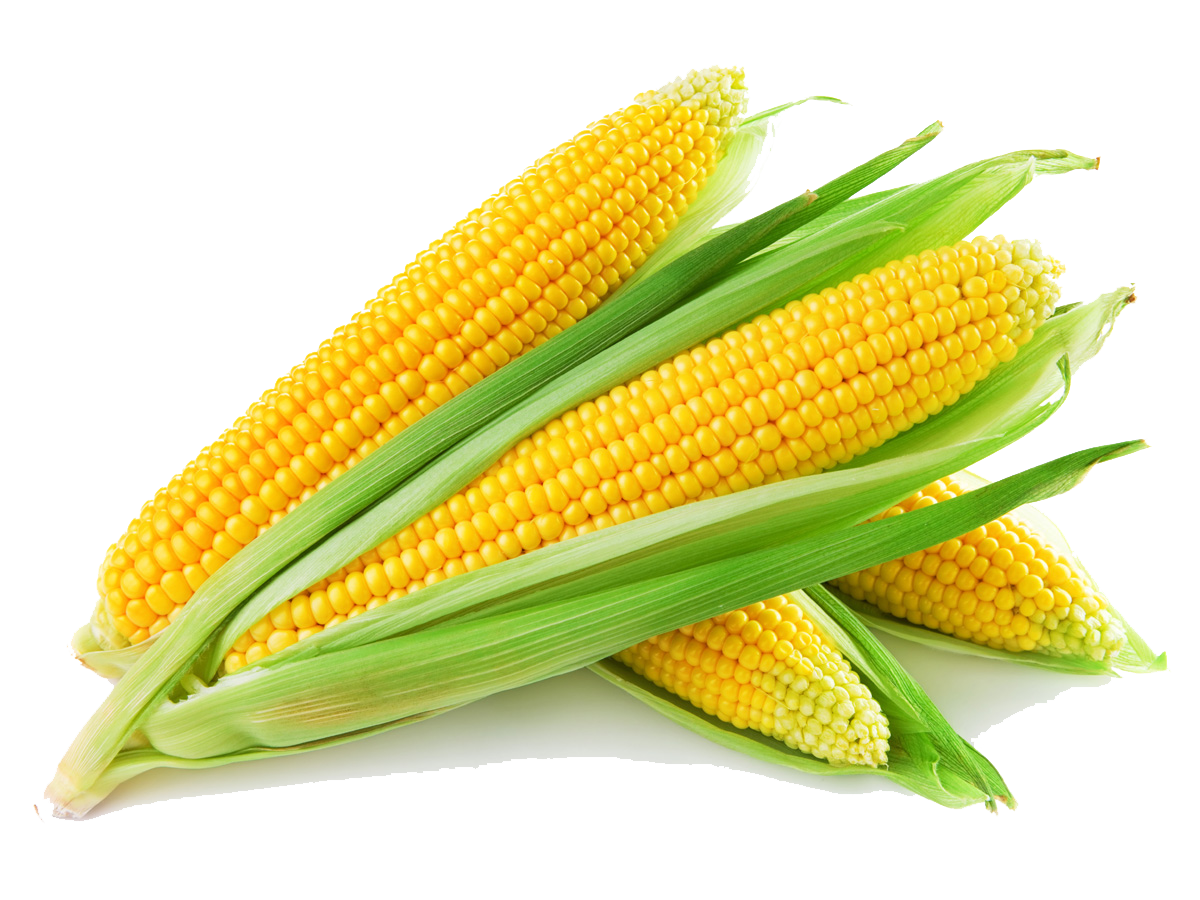 Sweet Corn - Corn, Transparent background PNG HD thumbnail