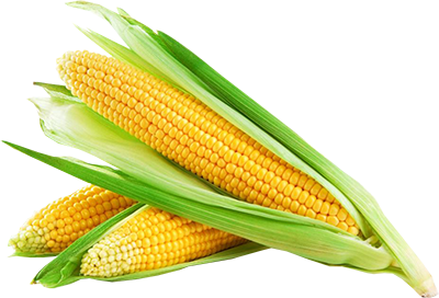 Corn Png Image - Corn, Transparent background PNG HD thumbnail