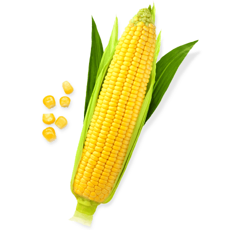 Corn PNG image
